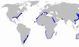 Image result for Tiger Shark Location