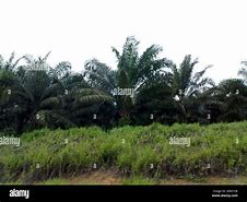 Image result for KELAPA SAWIT