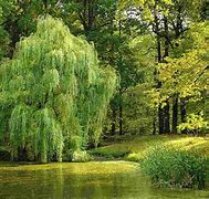 Image result for 1 Willow Tree