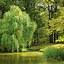 Image result for Bow of a Willow Tree