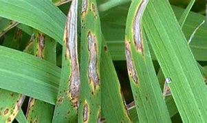 Image result for Diseases of Rice