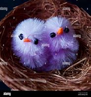 Image result for Purple Chicken