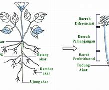 Image result for Akar Pokok Jagung