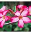 Image result for Fun Flowers Pink