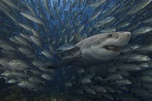 Image result for Shark Eating Gold Medal