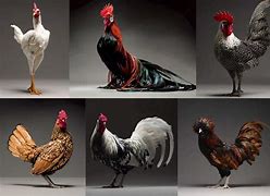 Image result for Fancy Chicken Breeds