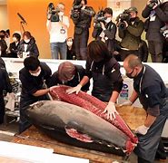 Image result for Giant Bluefin