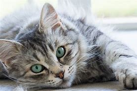 Image result for Dark Gray Tabby Cat