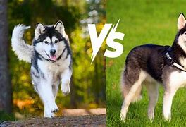 Image result for Black Malamute