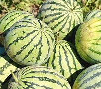 Image result for Yellow Doll Watermelon