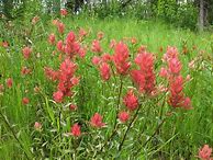 Image result for Indian Paintbrush Flower Montana