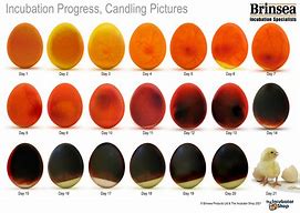 Image result for Serama Chicken Egg Candling Chart