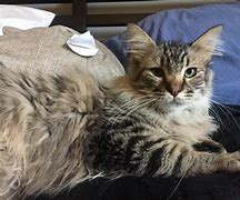 Image result for 4 Month Cat