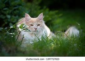 Image result for Cream Maine Coon Cat