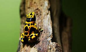 Image result for Orange and Black Poison Dart Frog