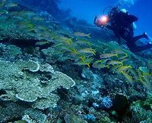 Image result for Biodiversitas Laut HD