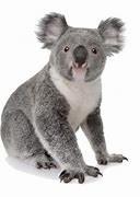 Image result for Koala Bear Images. Free