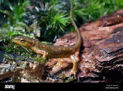 Image result for Red Eft Newt