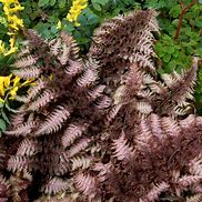 Image result for Athyrium Burgundy Lace