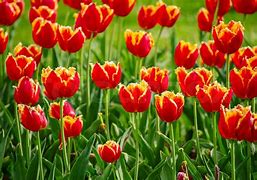 Image result for Orange Tulip Flower