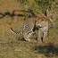 Image result for Okavango Inland Delta