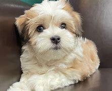 Image result for Cute Havanese Puppies