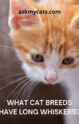 Image result for Cat Has Long Whiskers