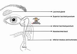 Image result for Lacrimal Gland Location