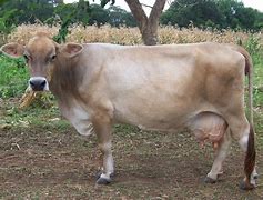 Image result for Brown Swiss Cattle