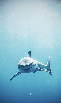 Image result for Shark Plush Aesthetic Wallpaper