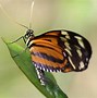 Image result for Butterflies Garden