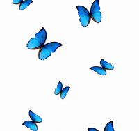 Image result for Butterfly Animated Transparent