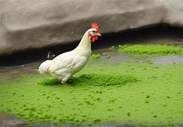 Image result for Duckweed for Chickens