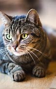 Image result for Dark Gray Tabby Cat