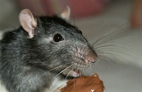 Image result for Rat Whiskers