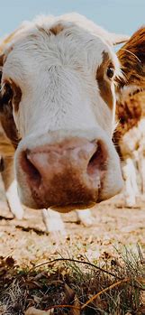 Image result for Cow Print Phone Wallpaper