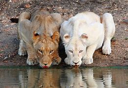 Image result for Albino Animals Book