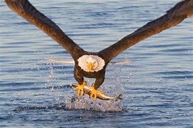 Image result for Eagle Catching Fish