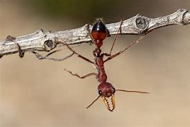 Image result for Largest Ant in the World