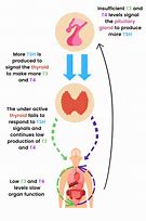 Image result for TSH Molecule