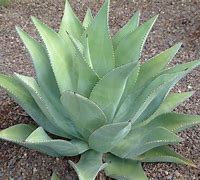 Image result for Desert Aloe Plant