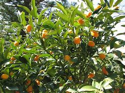 Image result for Green Kumquat