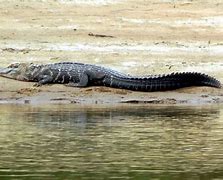 Image result for Amazon River Caiman