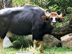 Image result for Gaur Animal