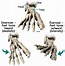 Image result for foot nerves anatomy