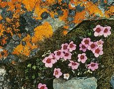 Image result for Tundra Flora