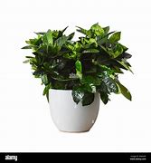 Image result for Gandaria Plant Pot