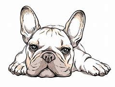 Image result for Cute Cartoon French Bulldog