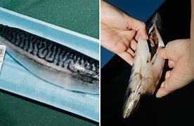 Image result for Gut of Fish