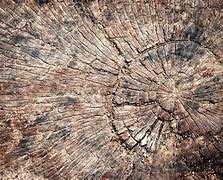 Image result for Tree Stump